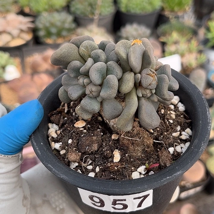 957 唐扇块根 带盆土