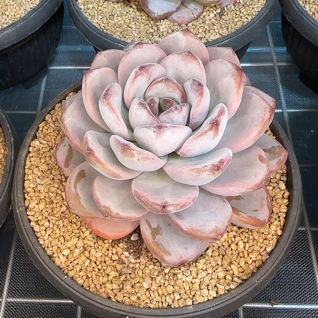 从前慢花园精选星星雪