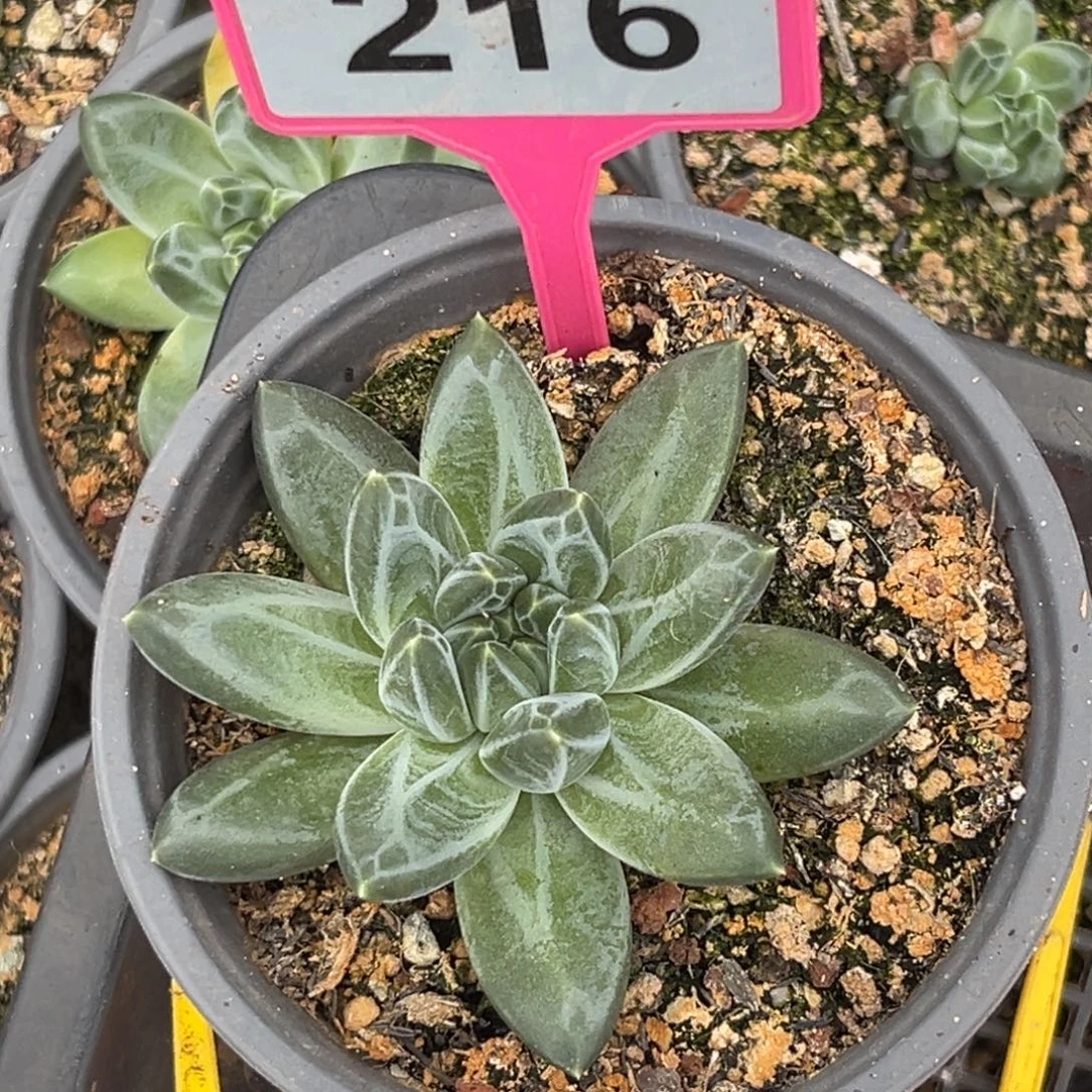 多肉植物青花瓷216