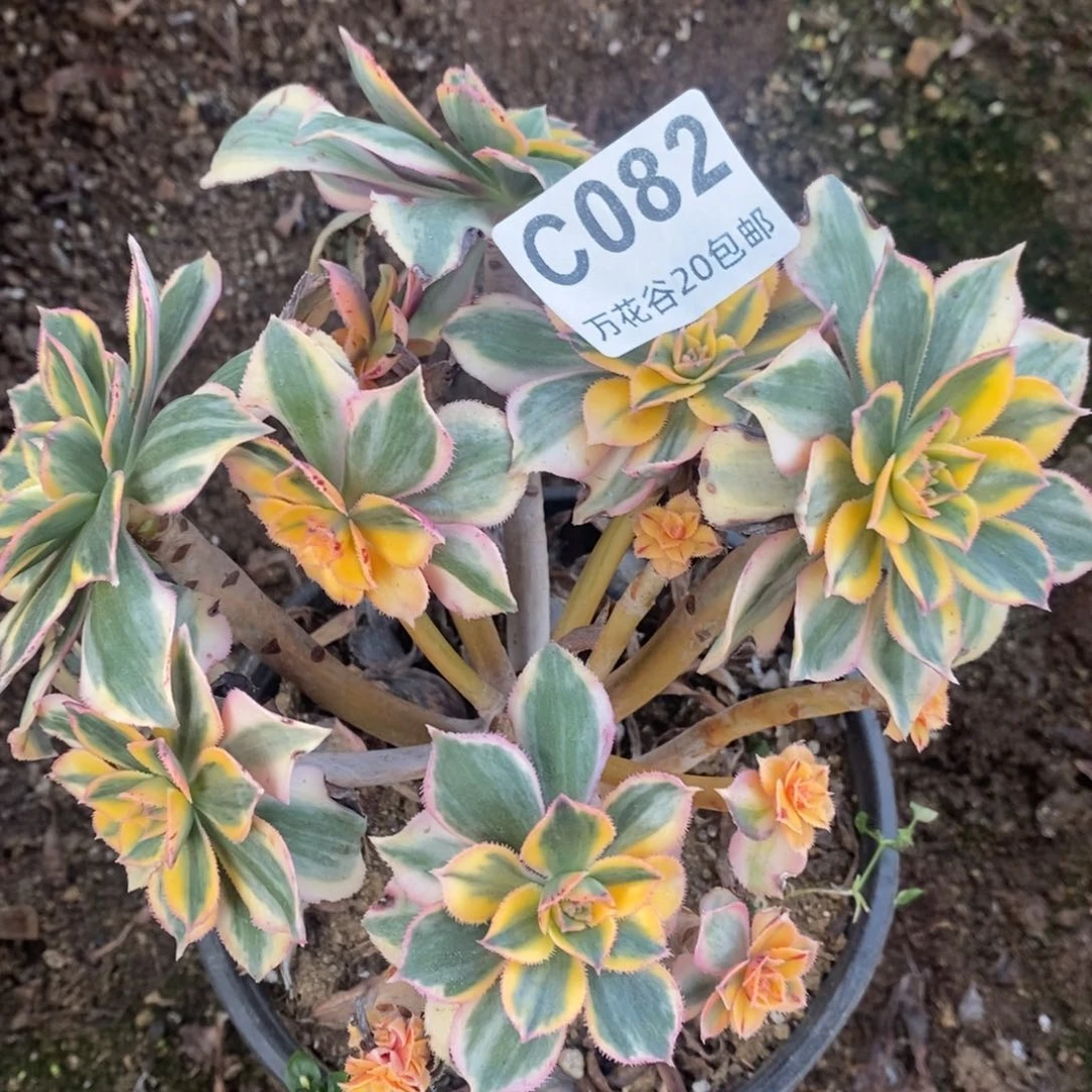 颜*082灿烂多肉植物