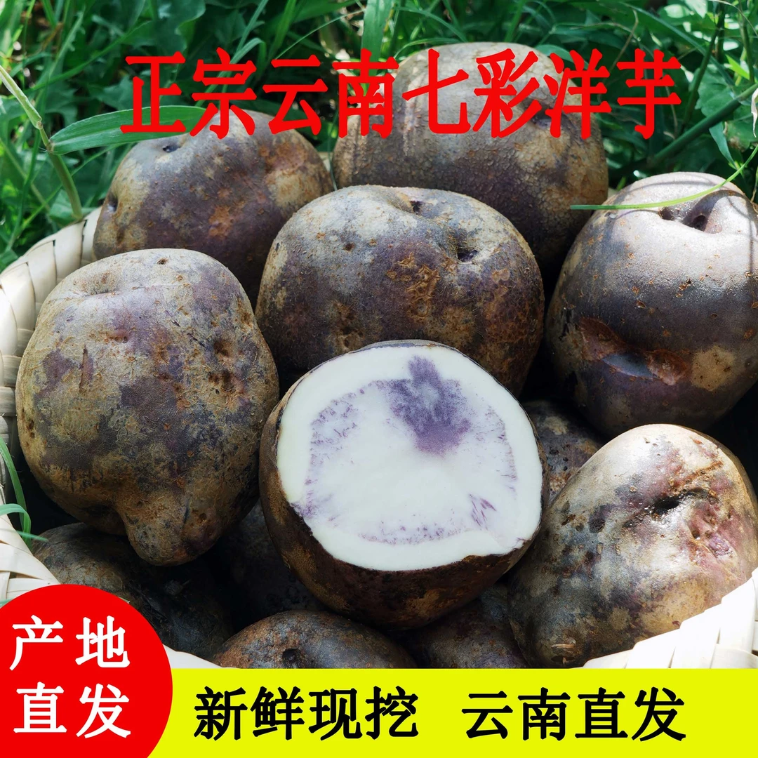 云南老品种洋芋  七彩土豆正宗高原产 新鲜现挖 包邮