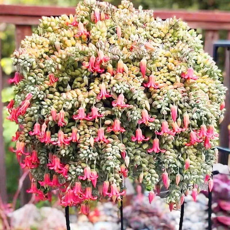 ［满15元包邮］圆盆达摩夫娘多肉