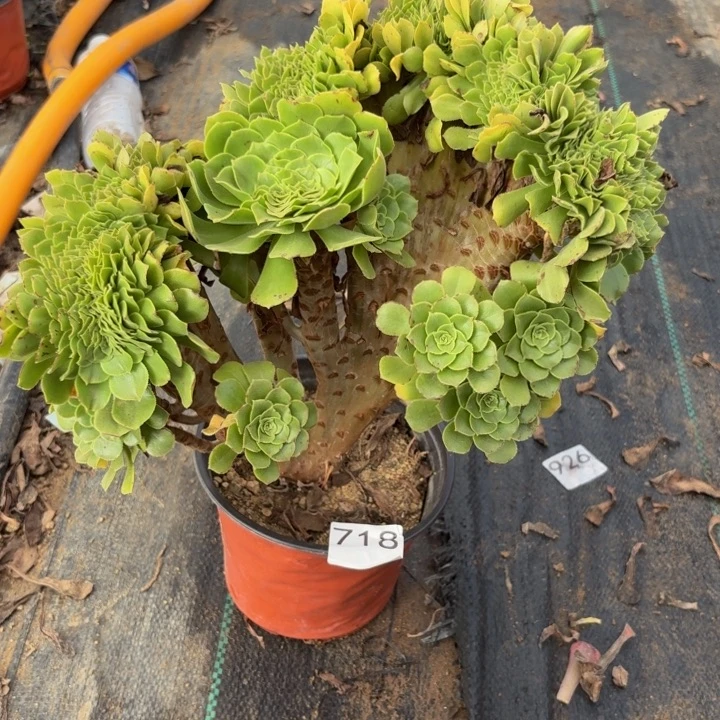 绿羊绒缀多肉植物不包损718