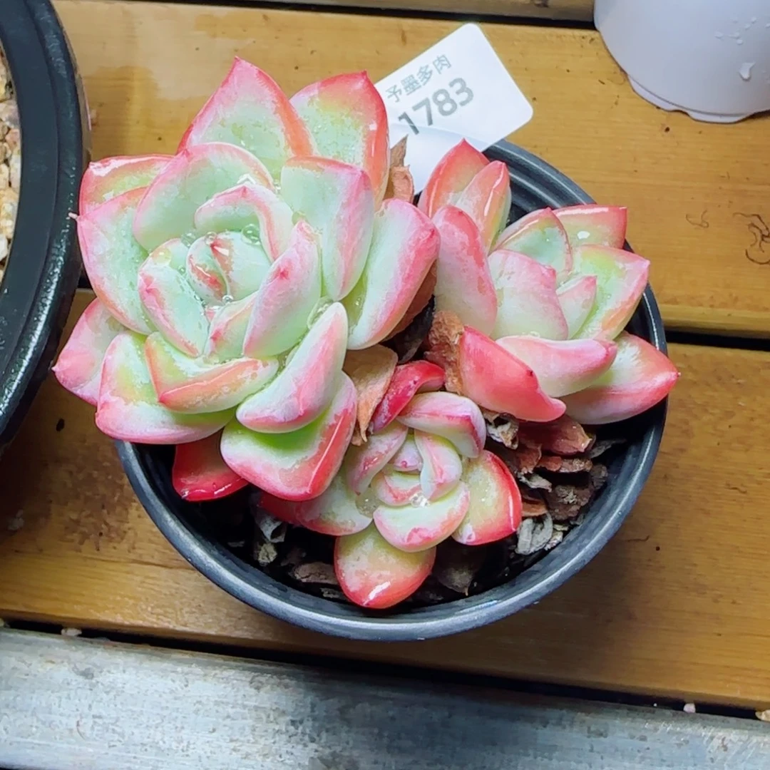 泡芙，1783多肉植物