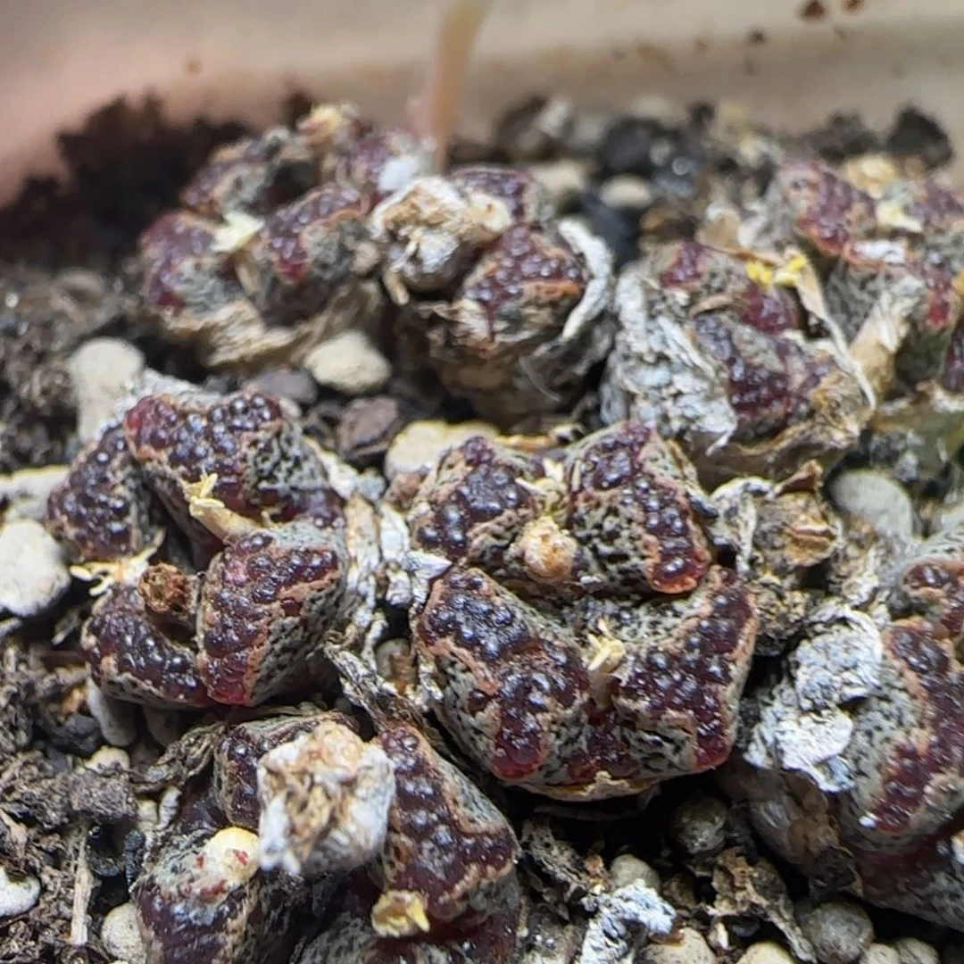 漂漂亮亮多肉植物156