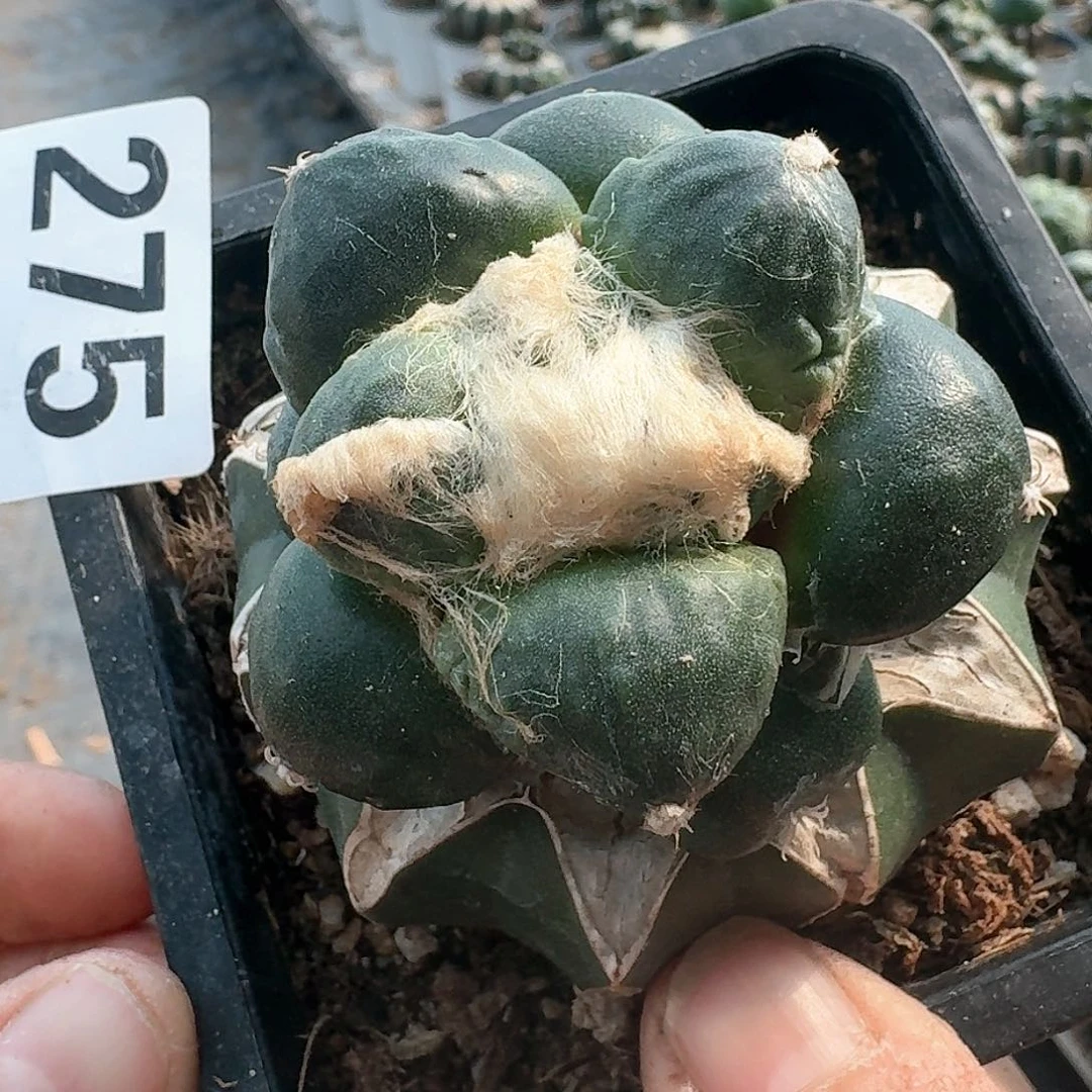 【闪购商品】无花朵光面圆球蛋尤275
