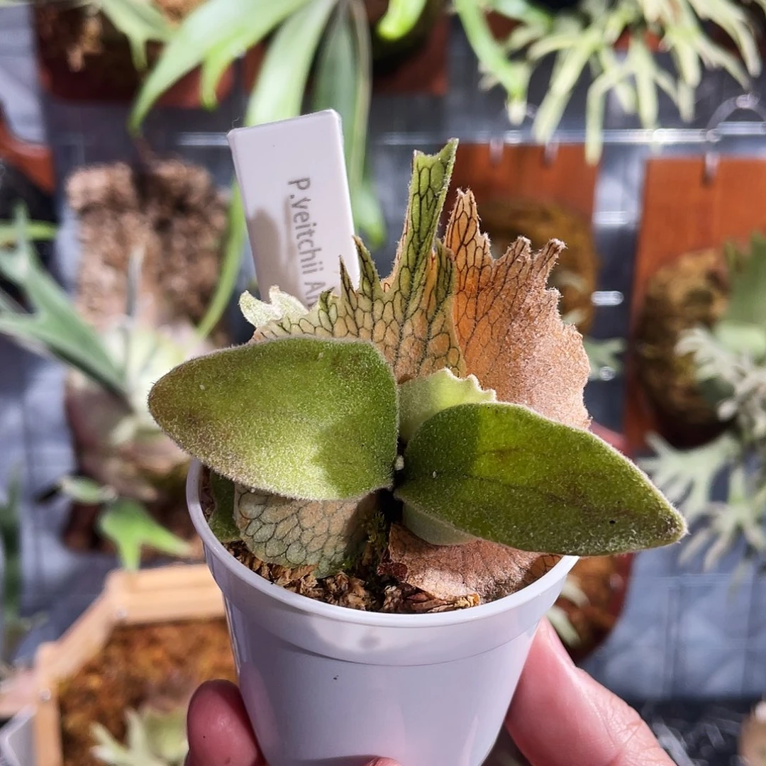 完全开放Ar鹿王孢播