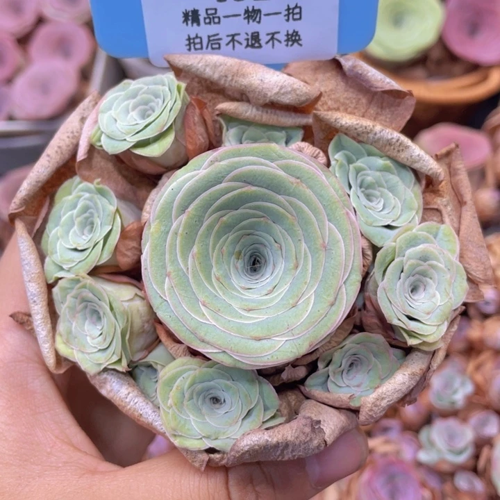 影***颖山地玫瑰452断枝不包损不售后