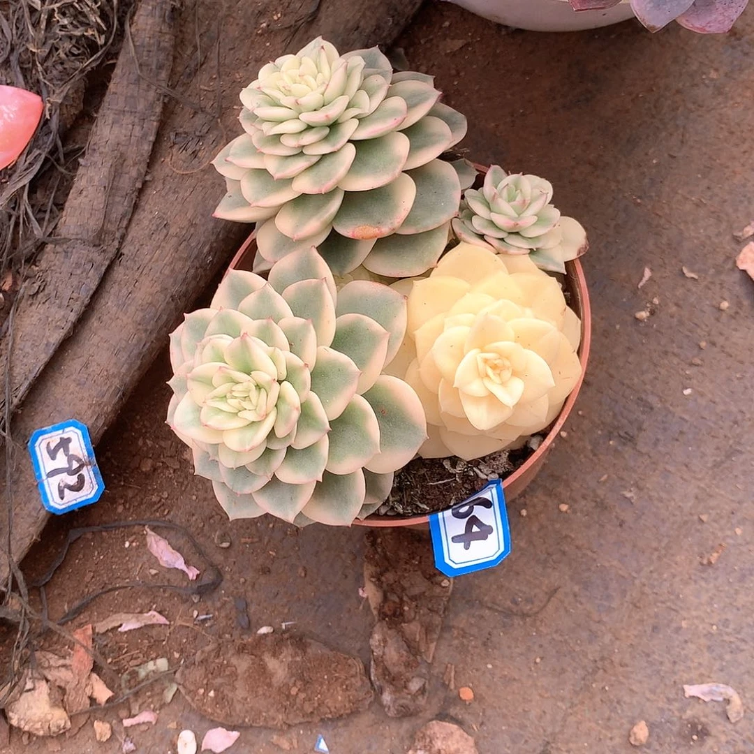 64辣牡丹锦 一物一拍多肉