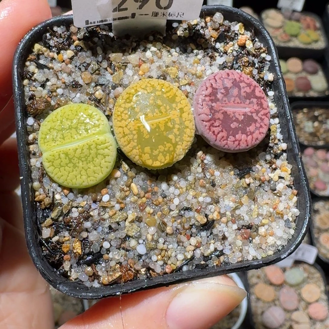 Ssss清仓便宜了290