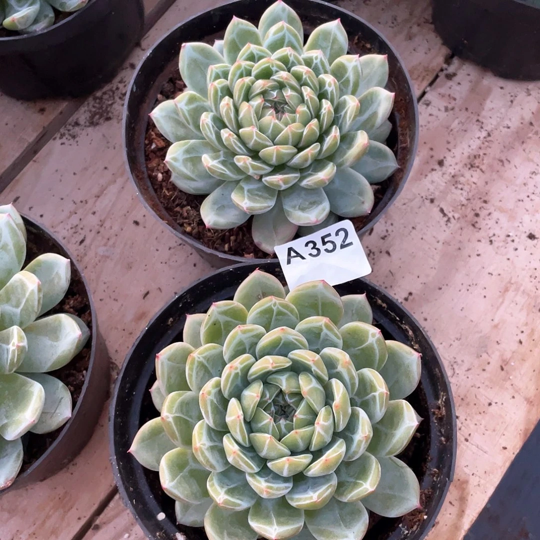 安***陪352多肉植物多肉植物