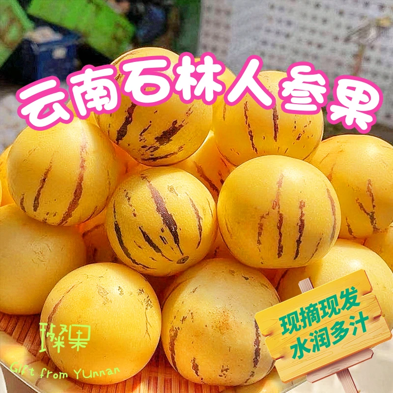 云南石林果树上熟人参果黄肉新鲜多汁当季水果