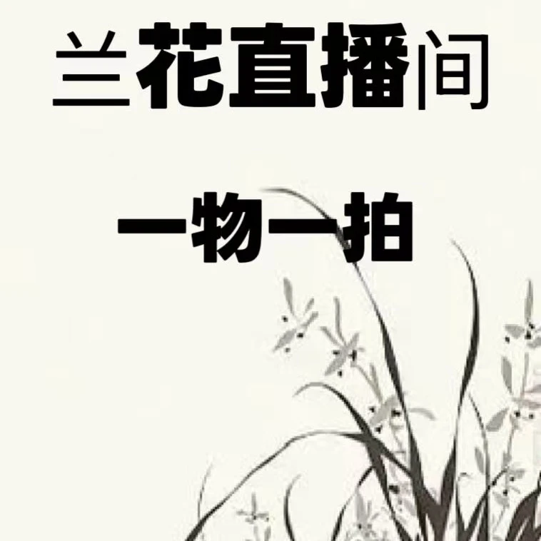 漂亮国兰花卉艺草直播间拍一物