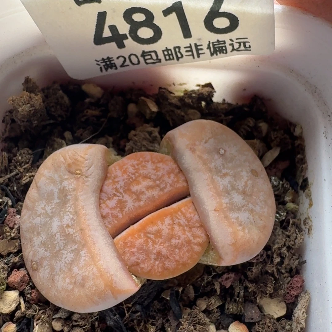 拿铁带盆土       309A
