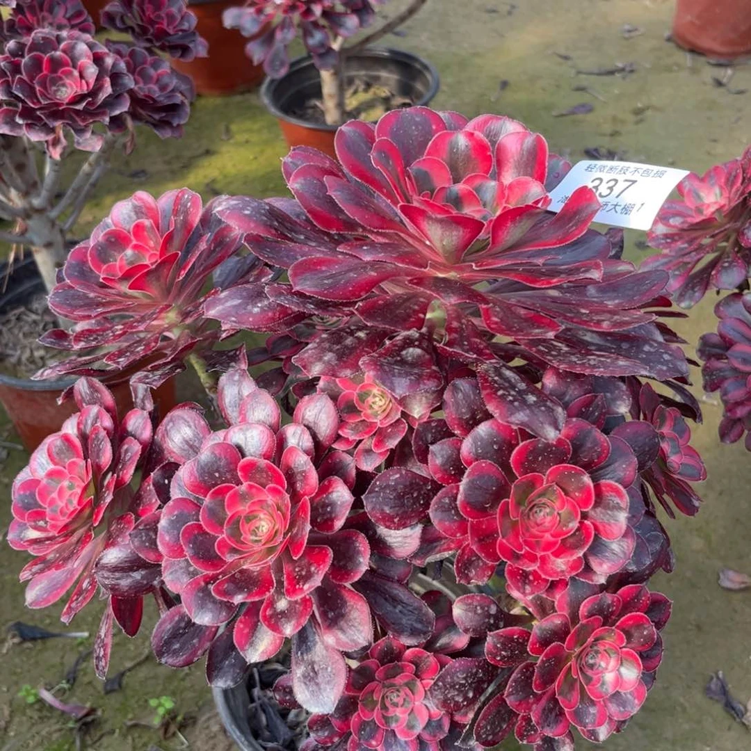 337丽娜多肉植物法师