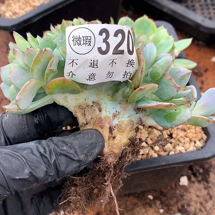 白***林白凤缀化 瑕疵不售后