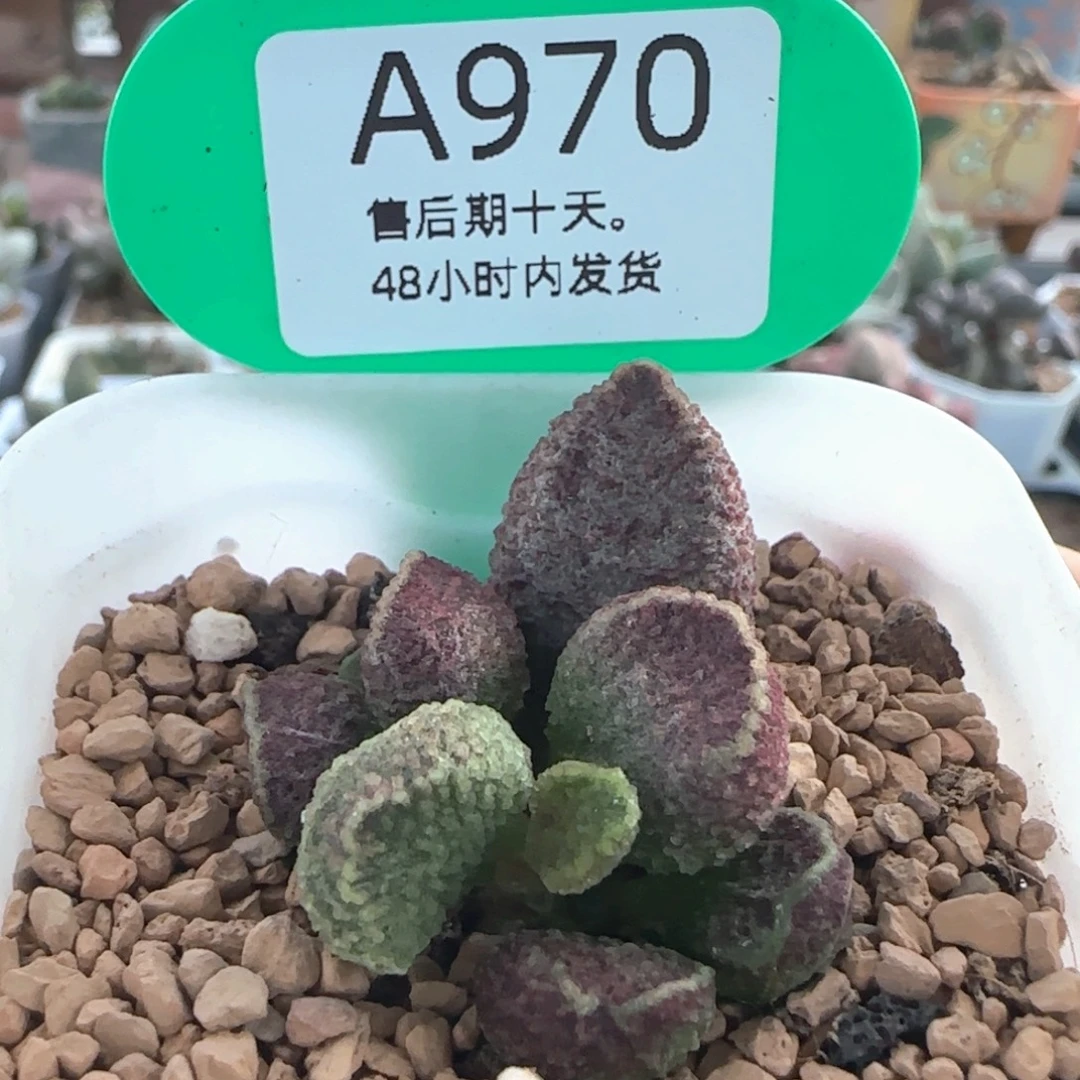 紫电。    970。