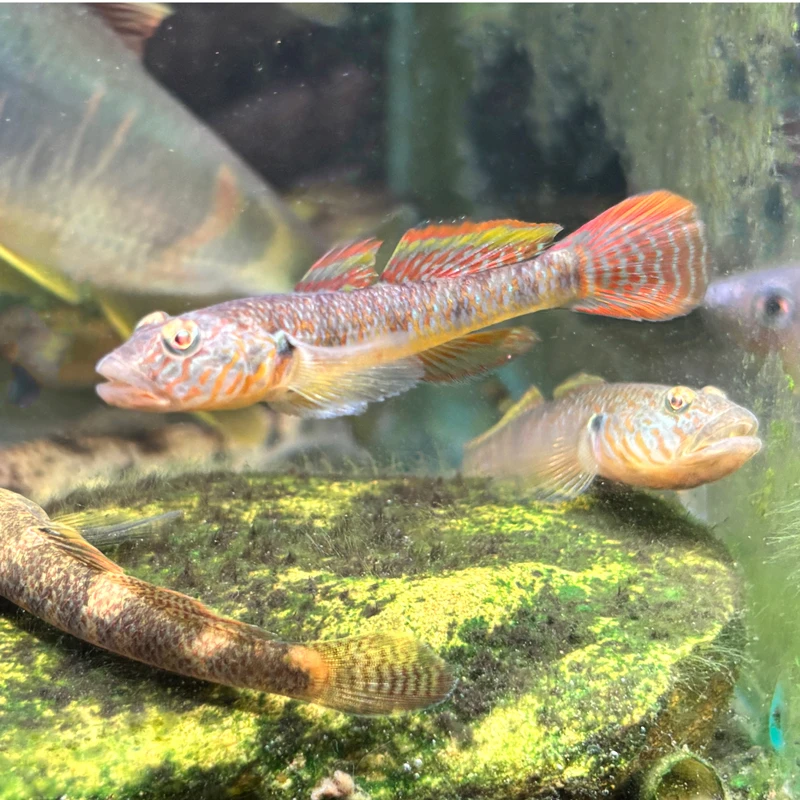 虾虎鱼冷水鱼观赏鱼子凌虾虎鱼灵动有趣观赏鱼