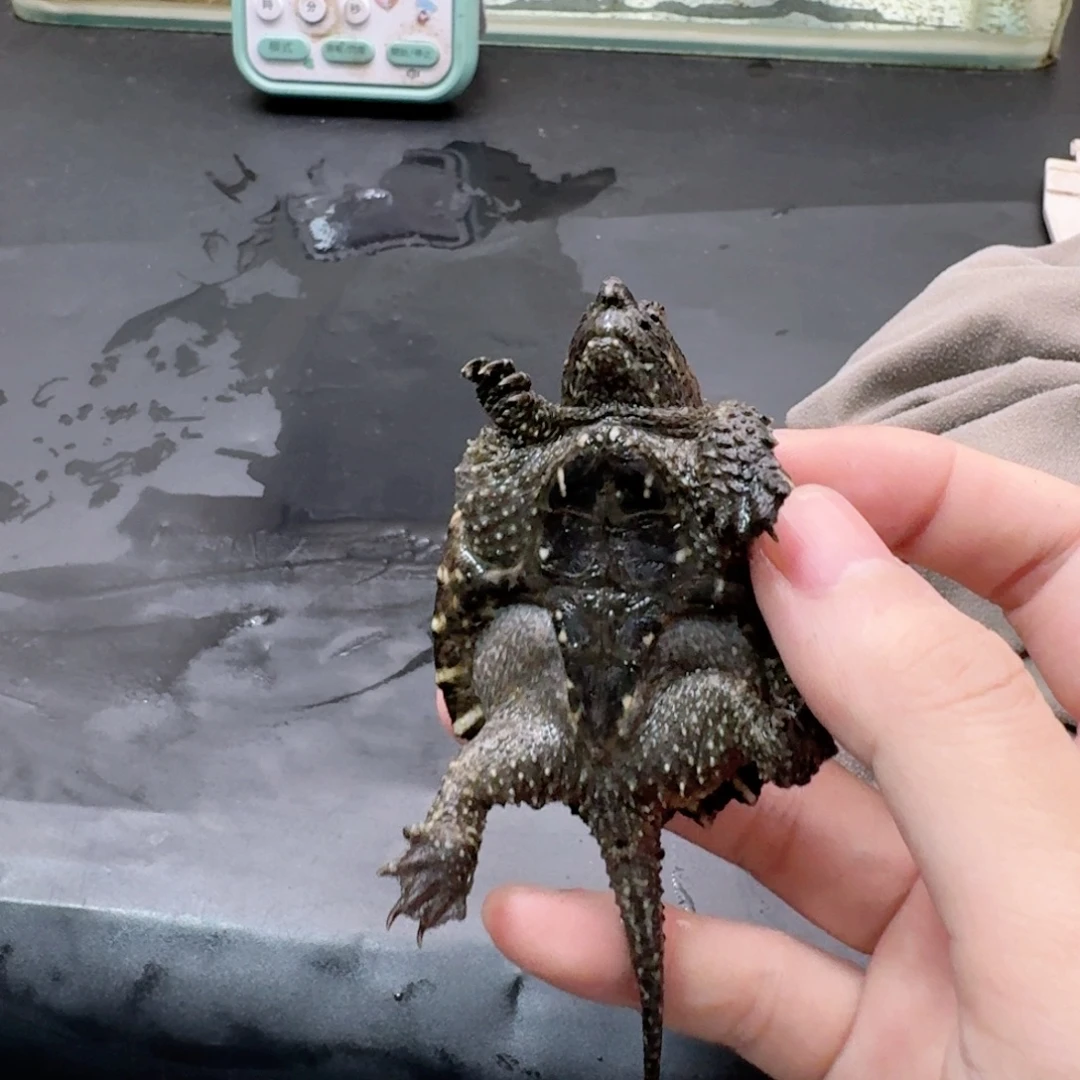 宠物龟不分公母11