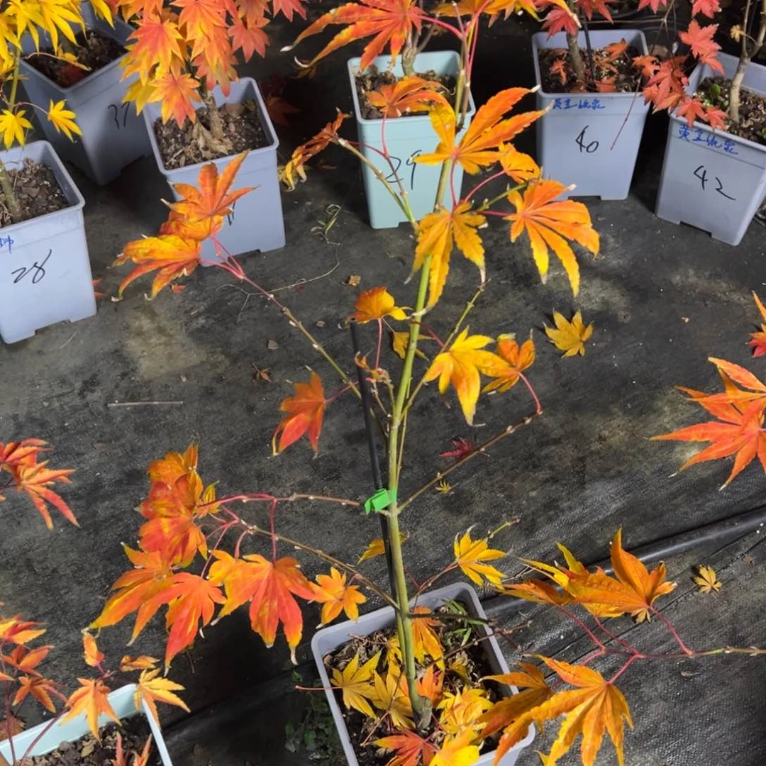 不开花植物日本枫树关西明鸟26