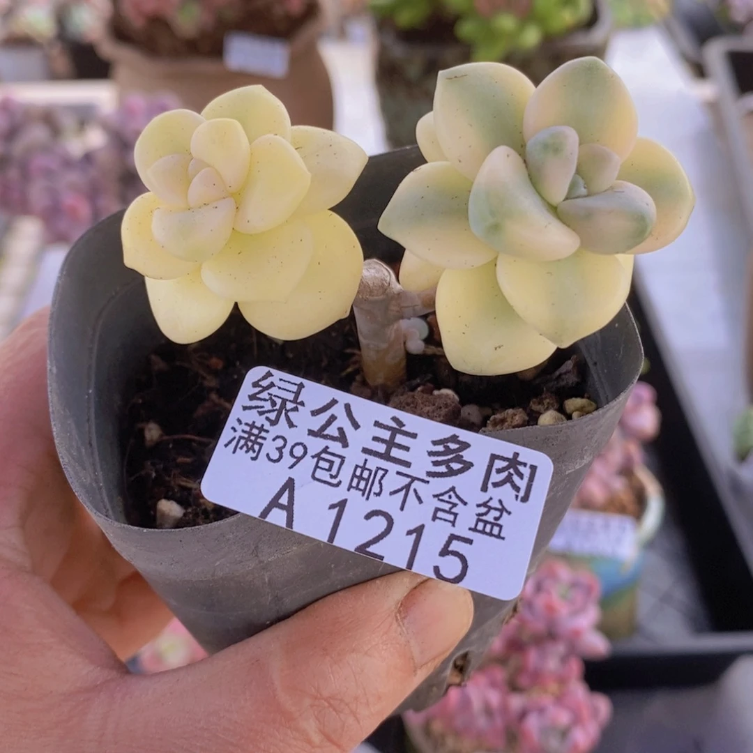 美杏有砍6cm1215多肉植物