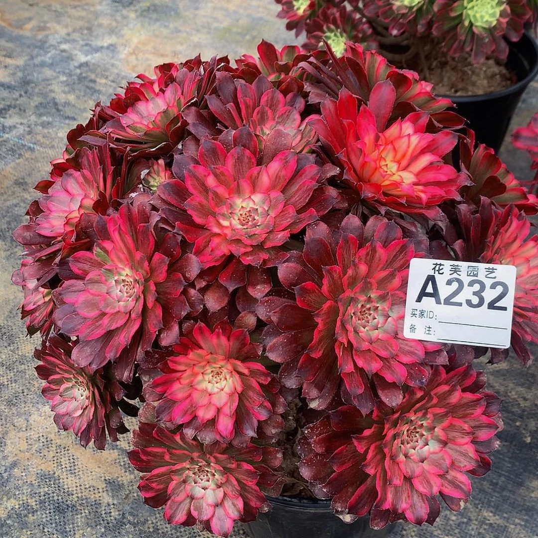 232多肉法师血迹