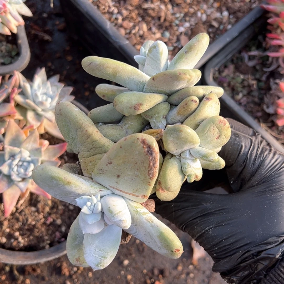 522三头福利拇指啊啊啊啊啊