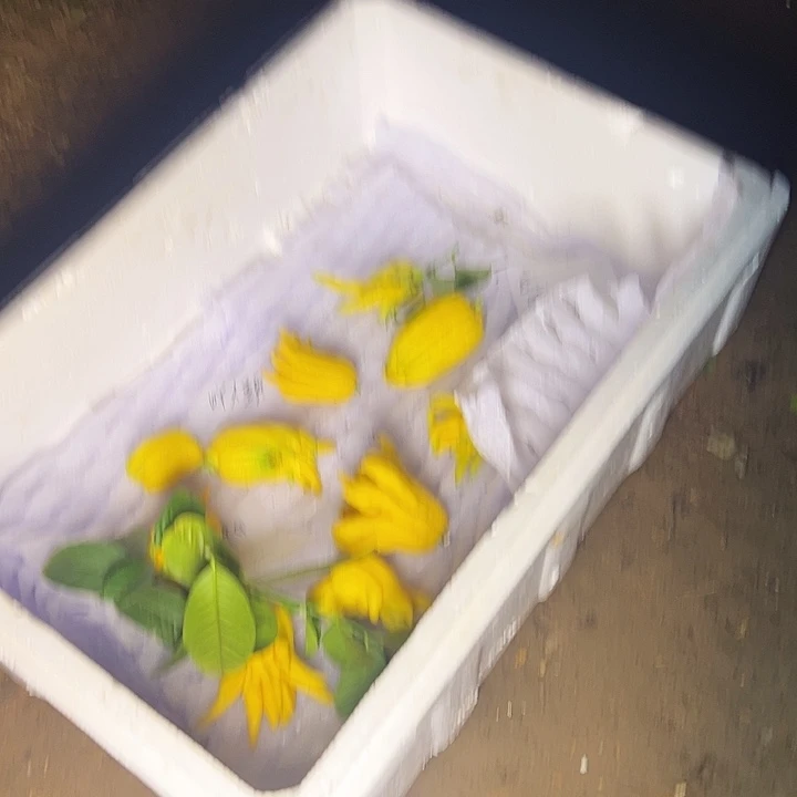 吖***頭完全开放金华佛手果漂亮的