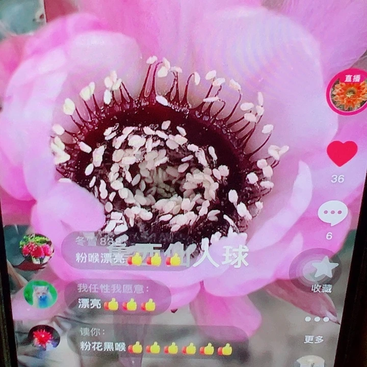 粉花 嘿喉 侧芽 厘米 满20包邮