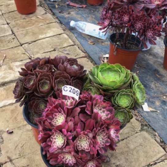 用***思法师多肉植物组合209