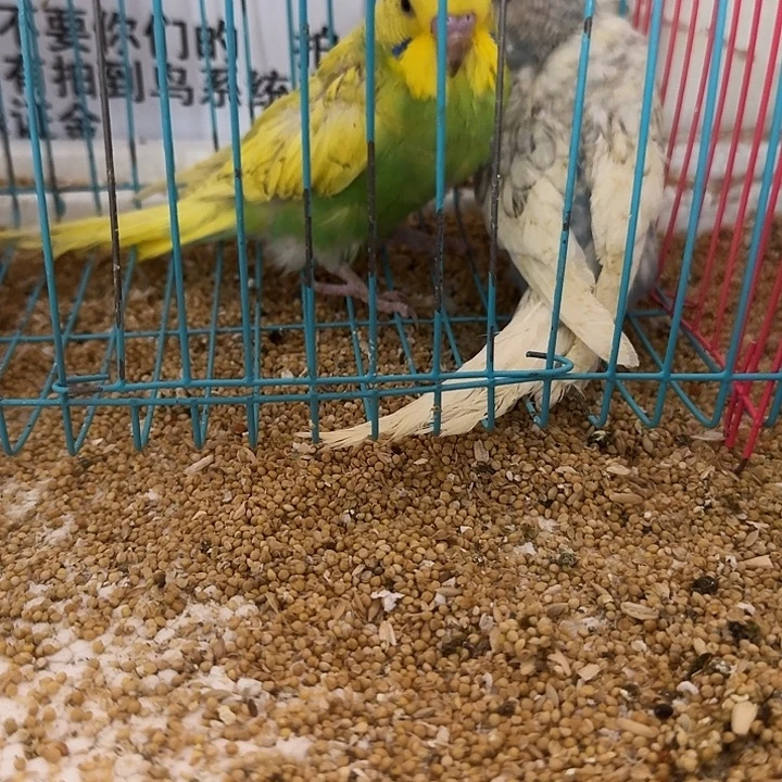 虎皮鹦鹉大头在线