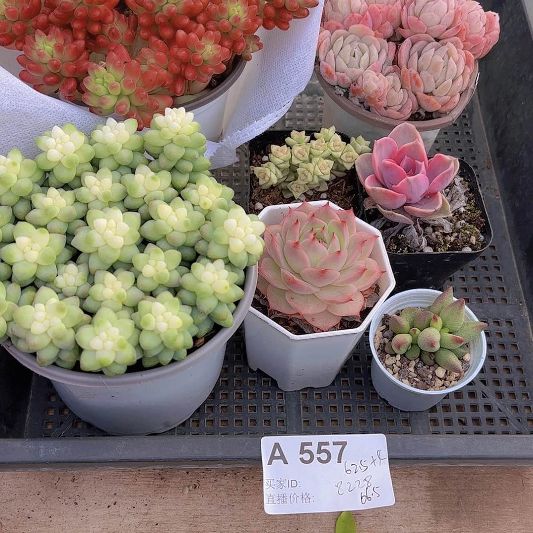 557多肉植物多肉