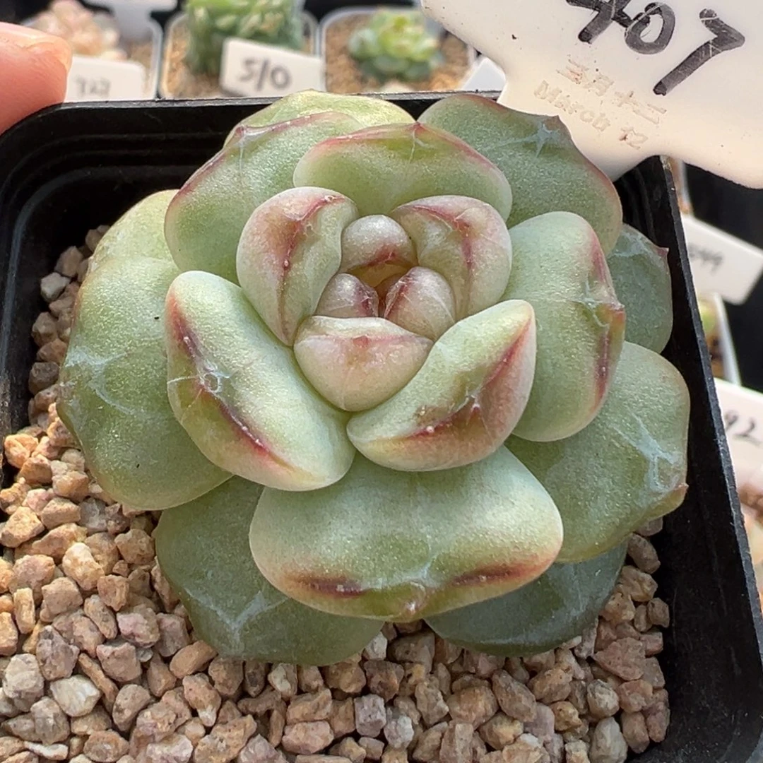 407号风花雪月系列