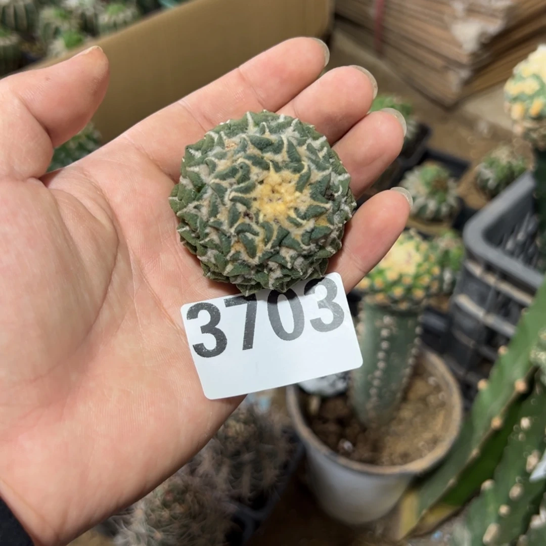不***啥黑牡丹仙人球3703