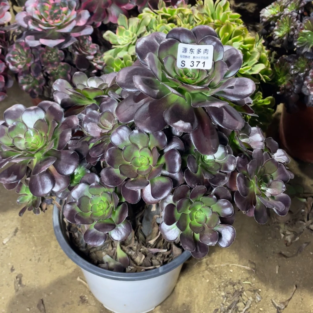 371黑豆多肉法师断枝不包