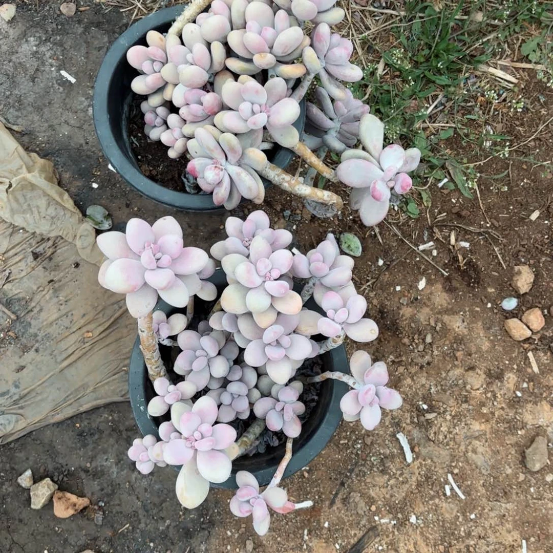 郭*桃蛋2颗7-83。