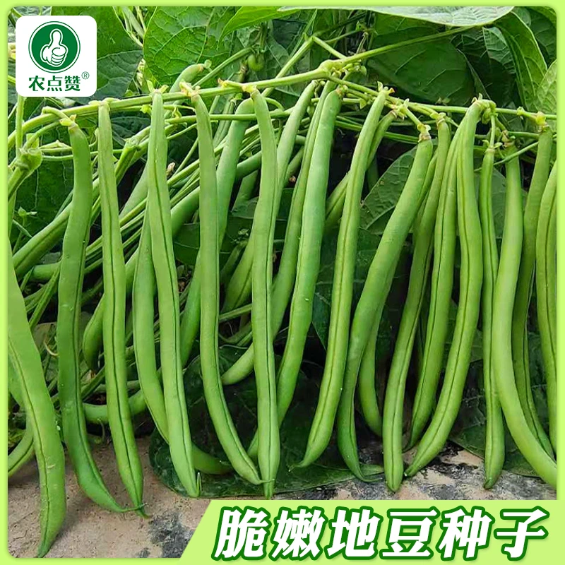 【无架四季豆种子】矮地豆种子早熟不爬藤短豆角菜豆种籽可阳台盆栽