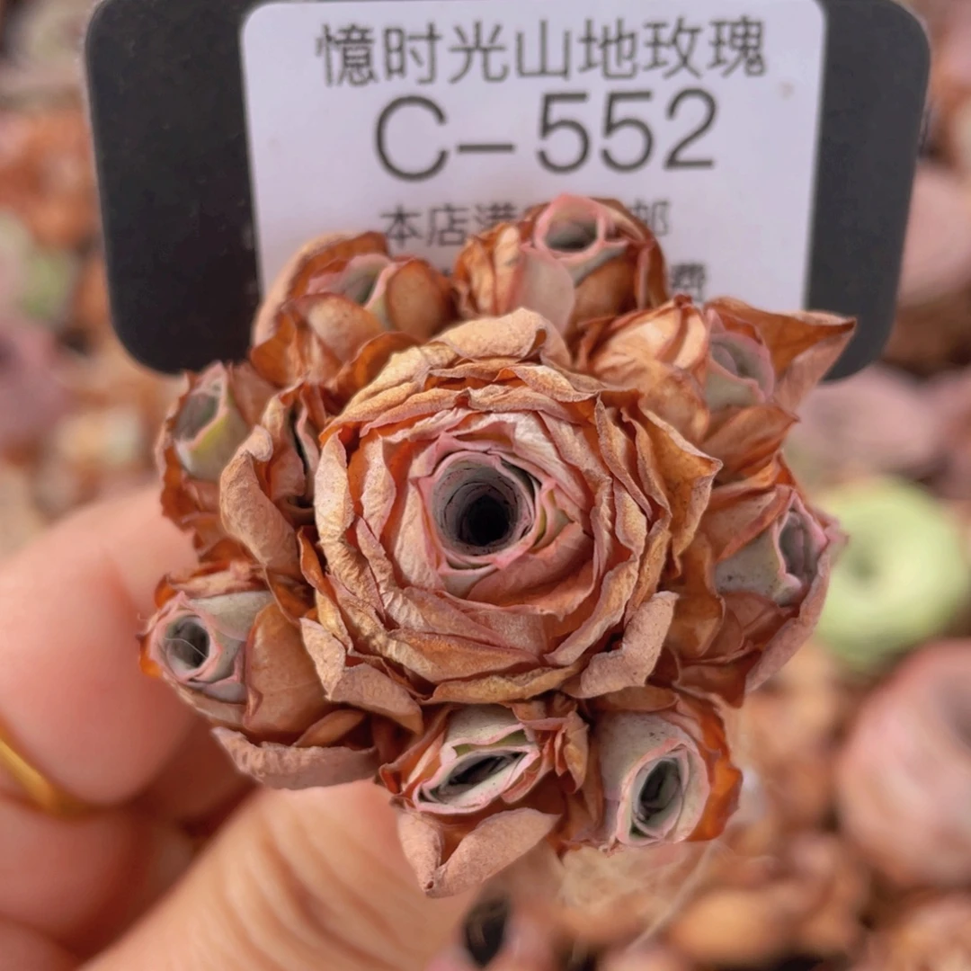 山地玫瑰C552裸根发货断枝不包损不售后