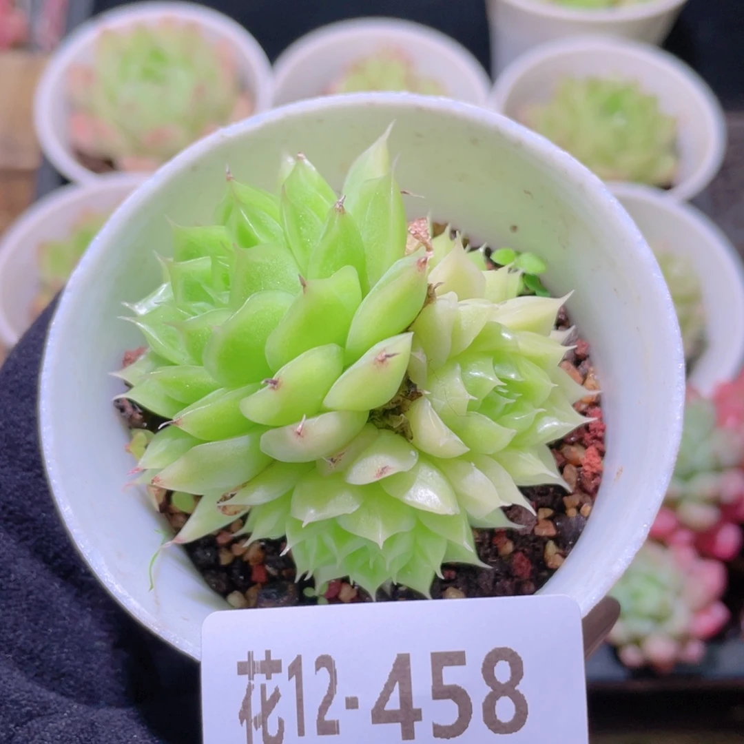 花利美12-458麦秆