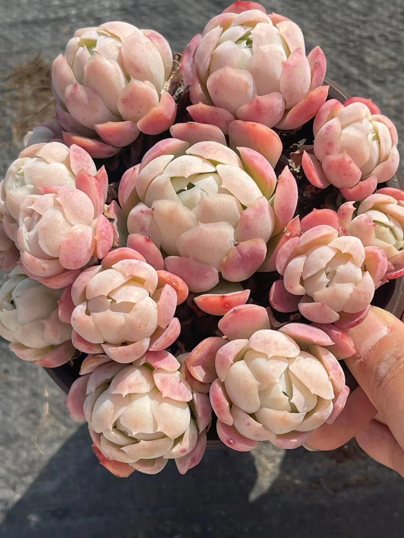 12#贝瑞  多肉植物