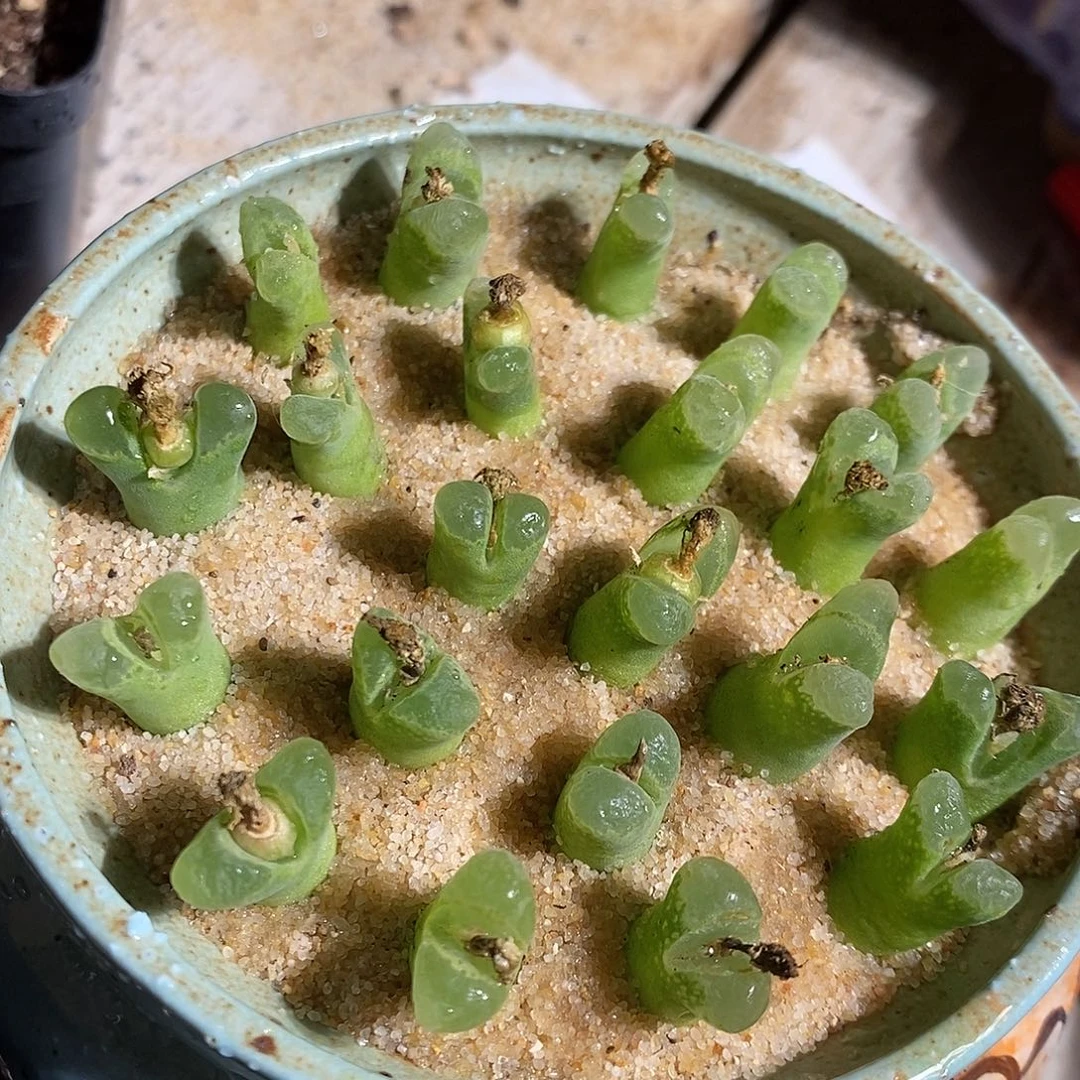 十颗奶瓶风铃。