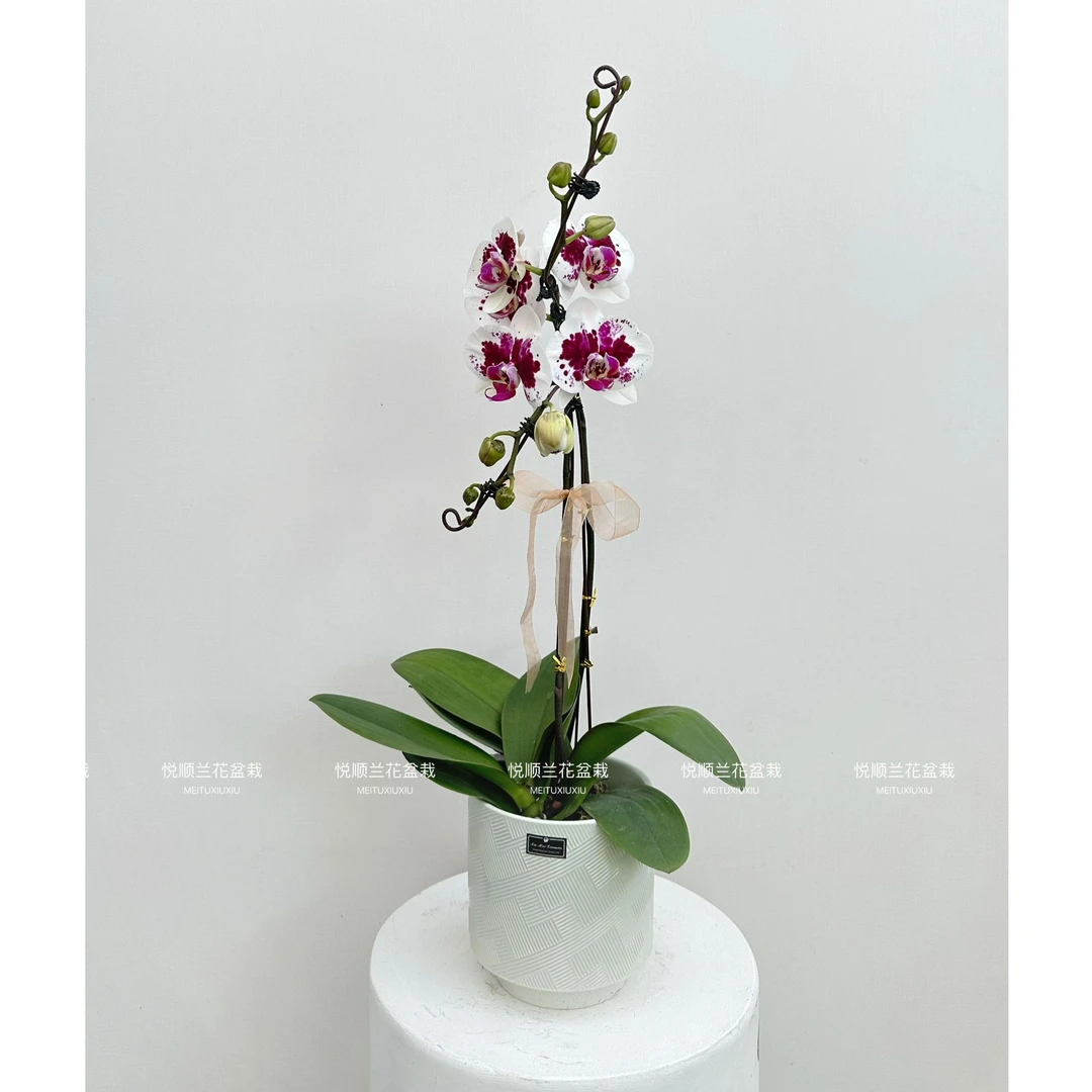 蝴蝶兰 紫色幻想