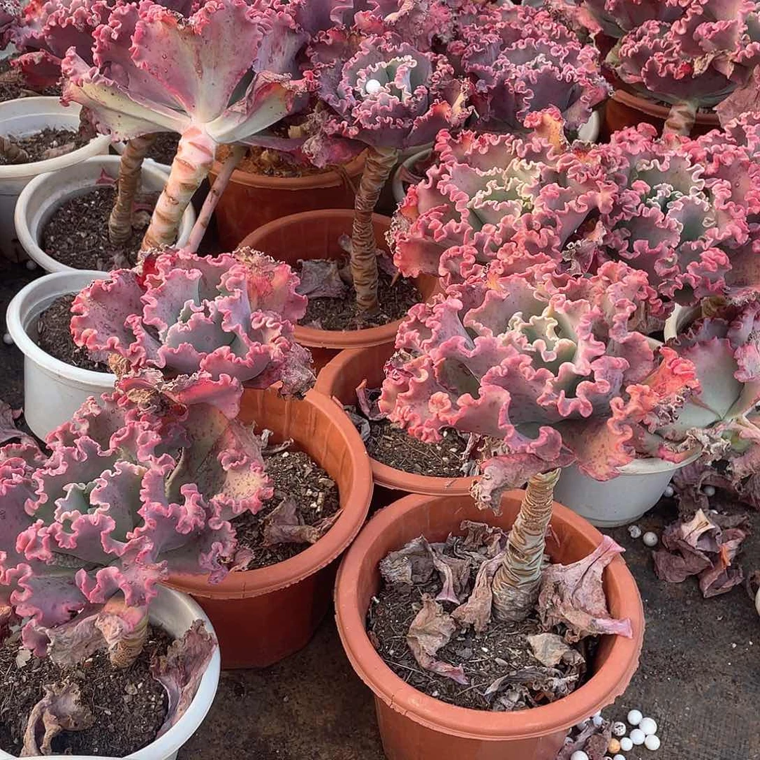 女王花丽9.9米 量拍多肉