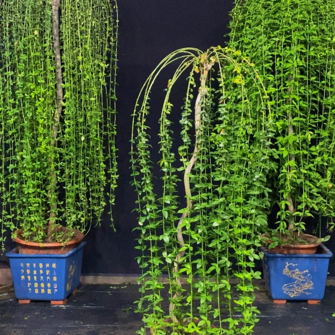 迎春花，一物一拍，