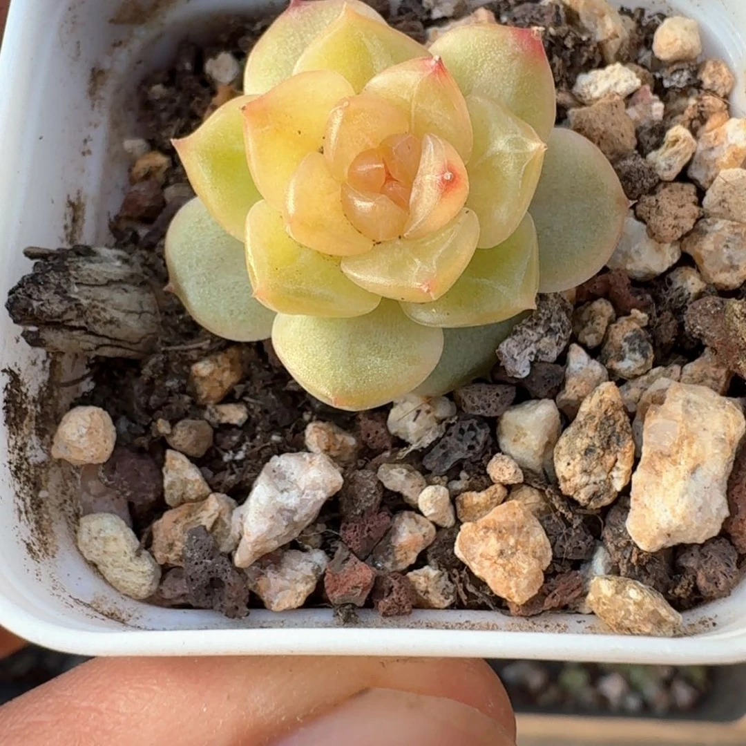 小橙叙珍妮糖心一物一拍
