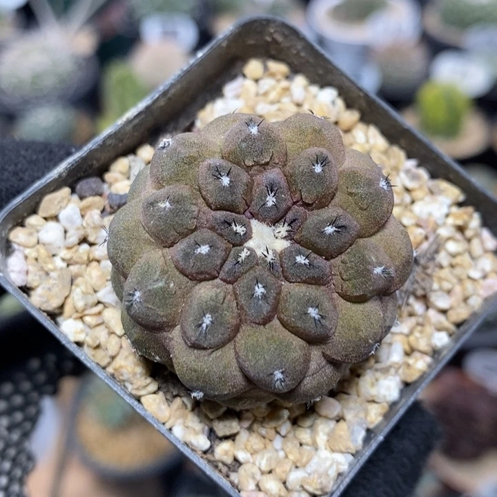 实生蜥蜴皮162号3.5cm