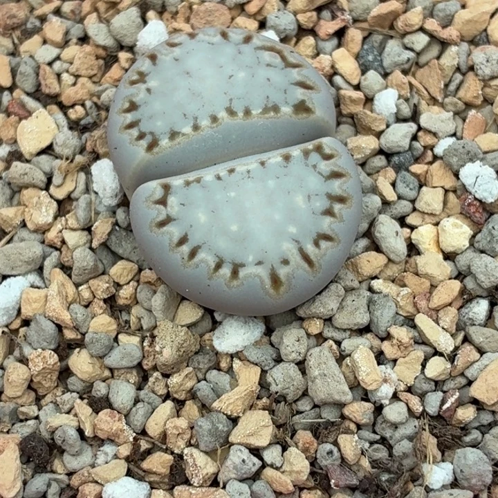 356c24饼干尺寸2.8cm