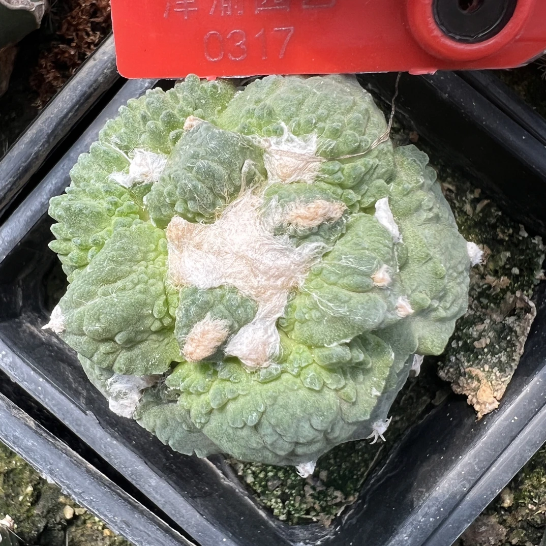 0317 号草球苗接怒涛牡丹，辛顿牡丹，黑牡丹，各种牡丹锦，一物一拍