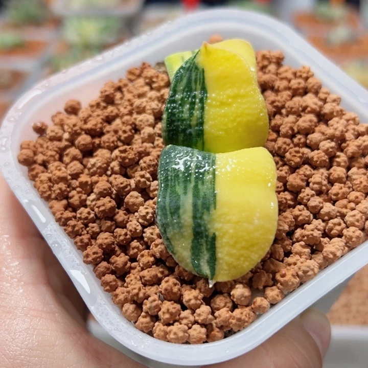 十二卷多肉卧牛锦