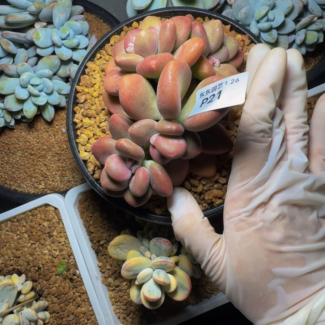 p p p p p p p p p p 21